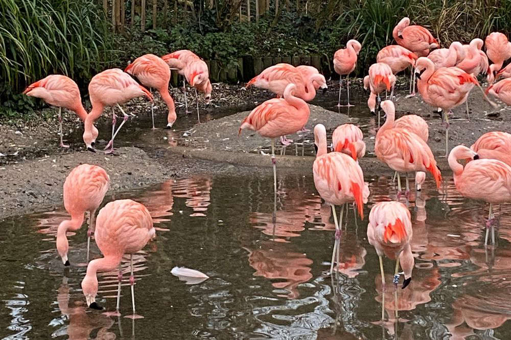 Storm Ciaran: Flamingo Dies In Storm - Soleil Radio