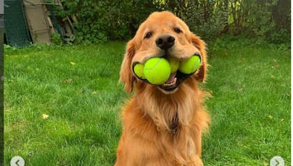 Golden retriever tennis balls in outlet mouth