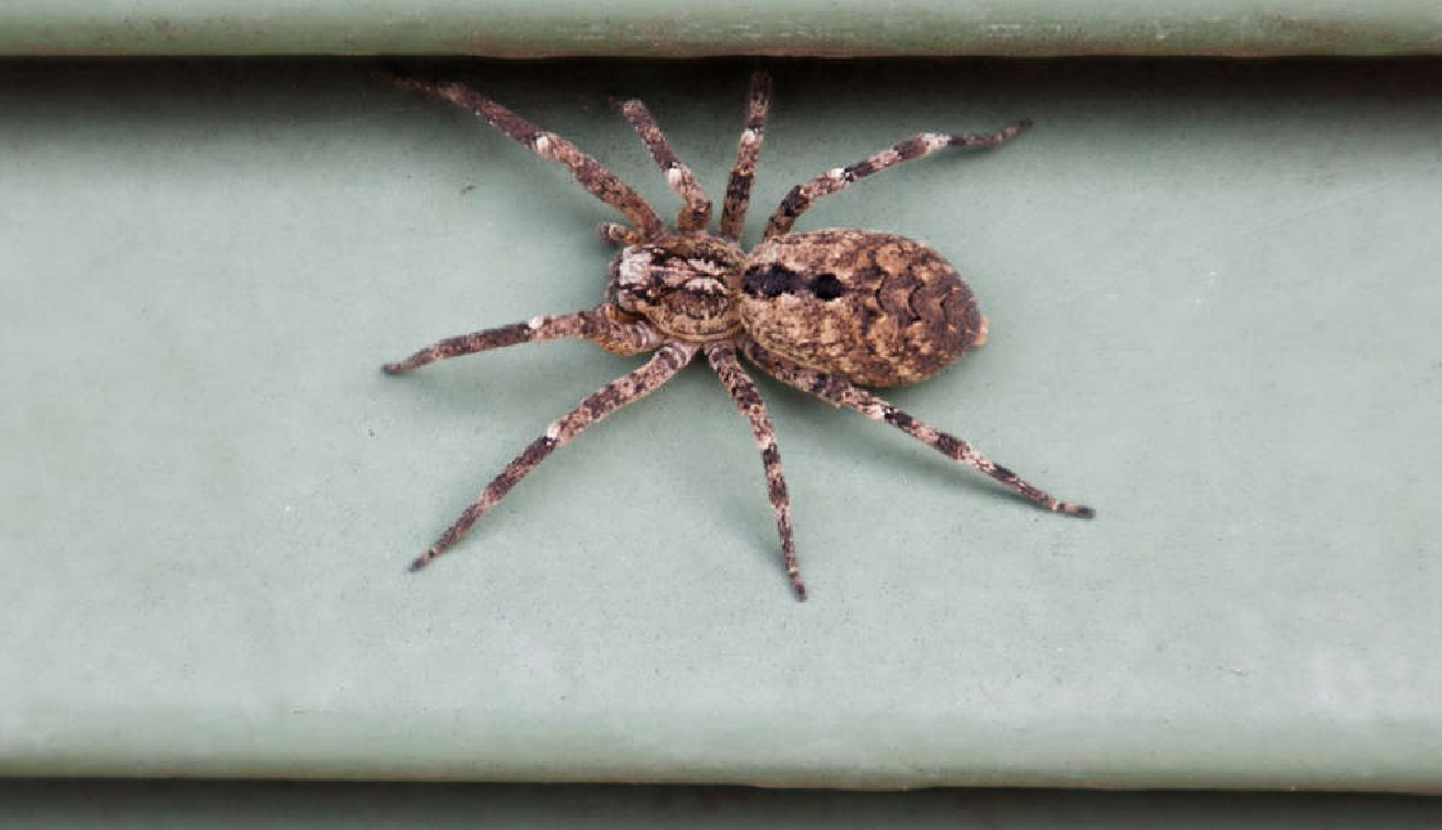 Spider - Wikipedia