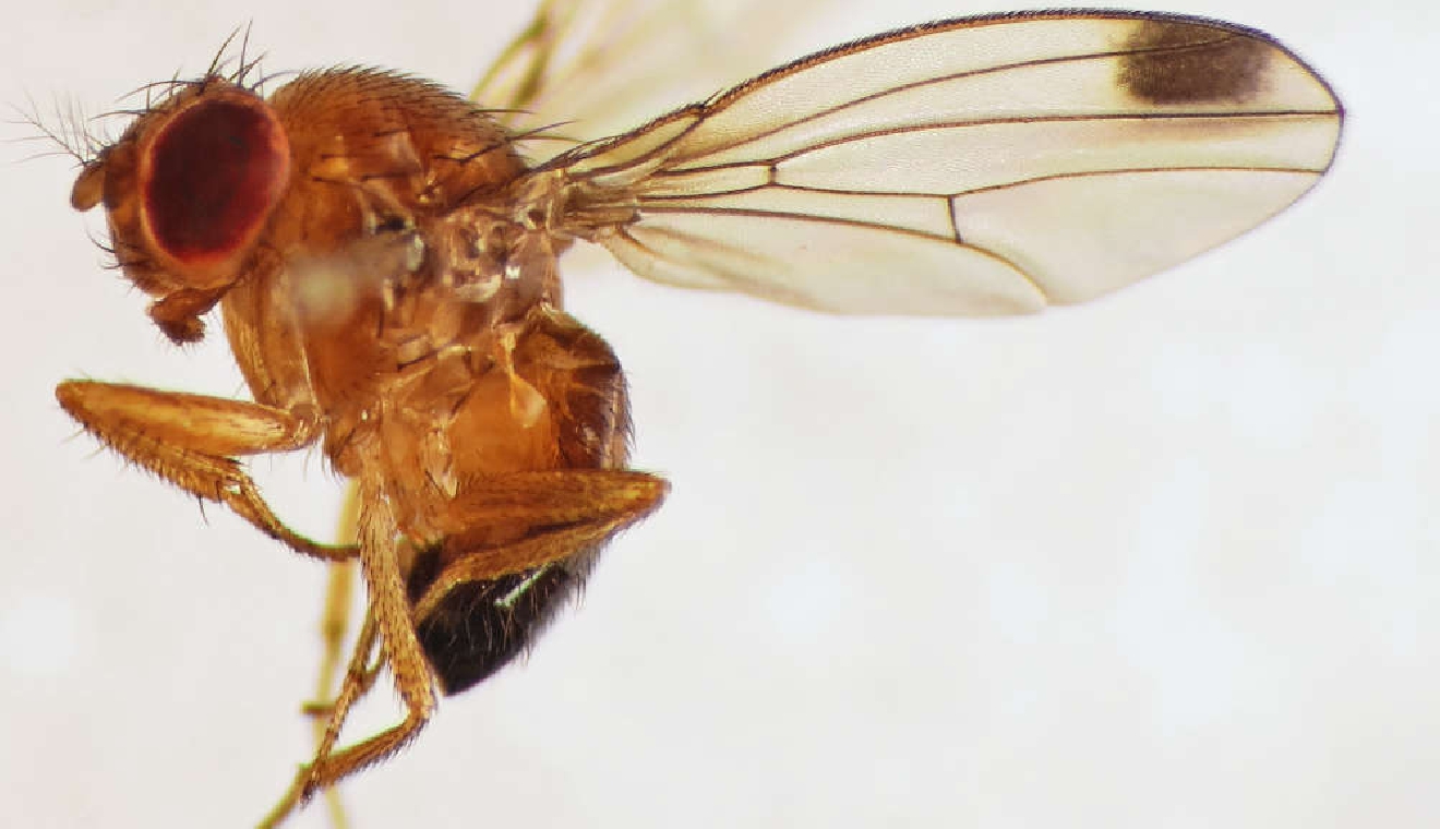 Drosophila melanogaster - Wikipedia