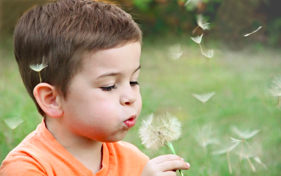 A little boy blows on a dandelion