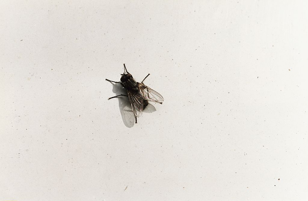 A house fly