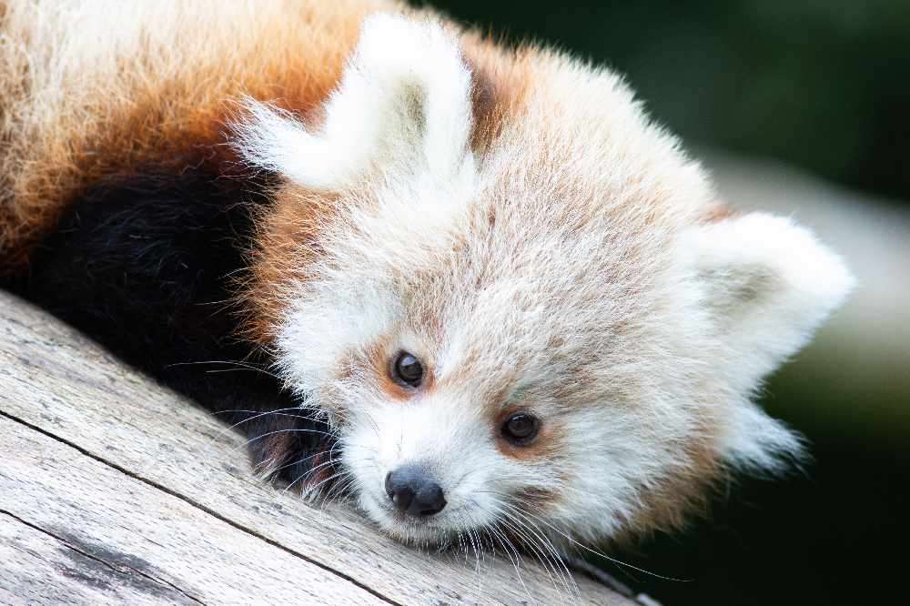 Fota Wildlife Park unveils twin baby Red panda cubs - Cork's 96FM