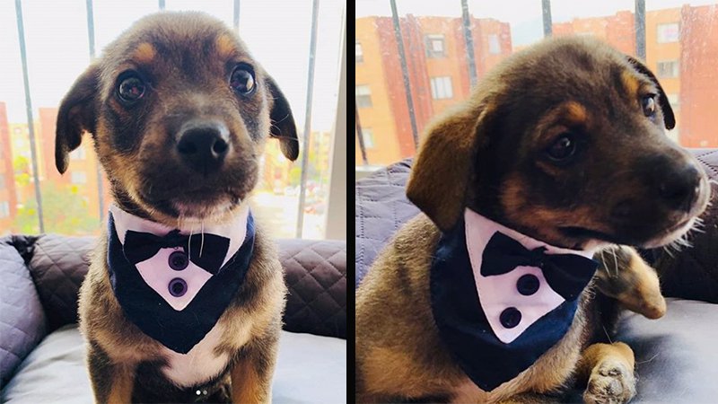 Puppy Dresses In Tuxedo To Meet New Owners Who Never Show Up Dublin S Fm104