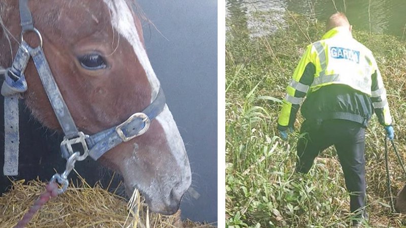 Heartbreaking rescue of 'emaciated' young horse in Limerick - Limerick's  Live 95