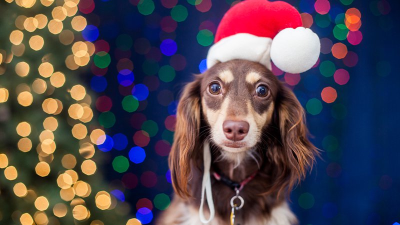 LISTEN: World's 'first ever' Christmas song for dogs has been released ...