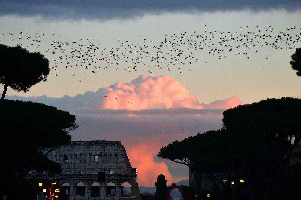 Yesterday evening around dusk I watched hundreds and hundreds of birds  flying over my house. What were they?