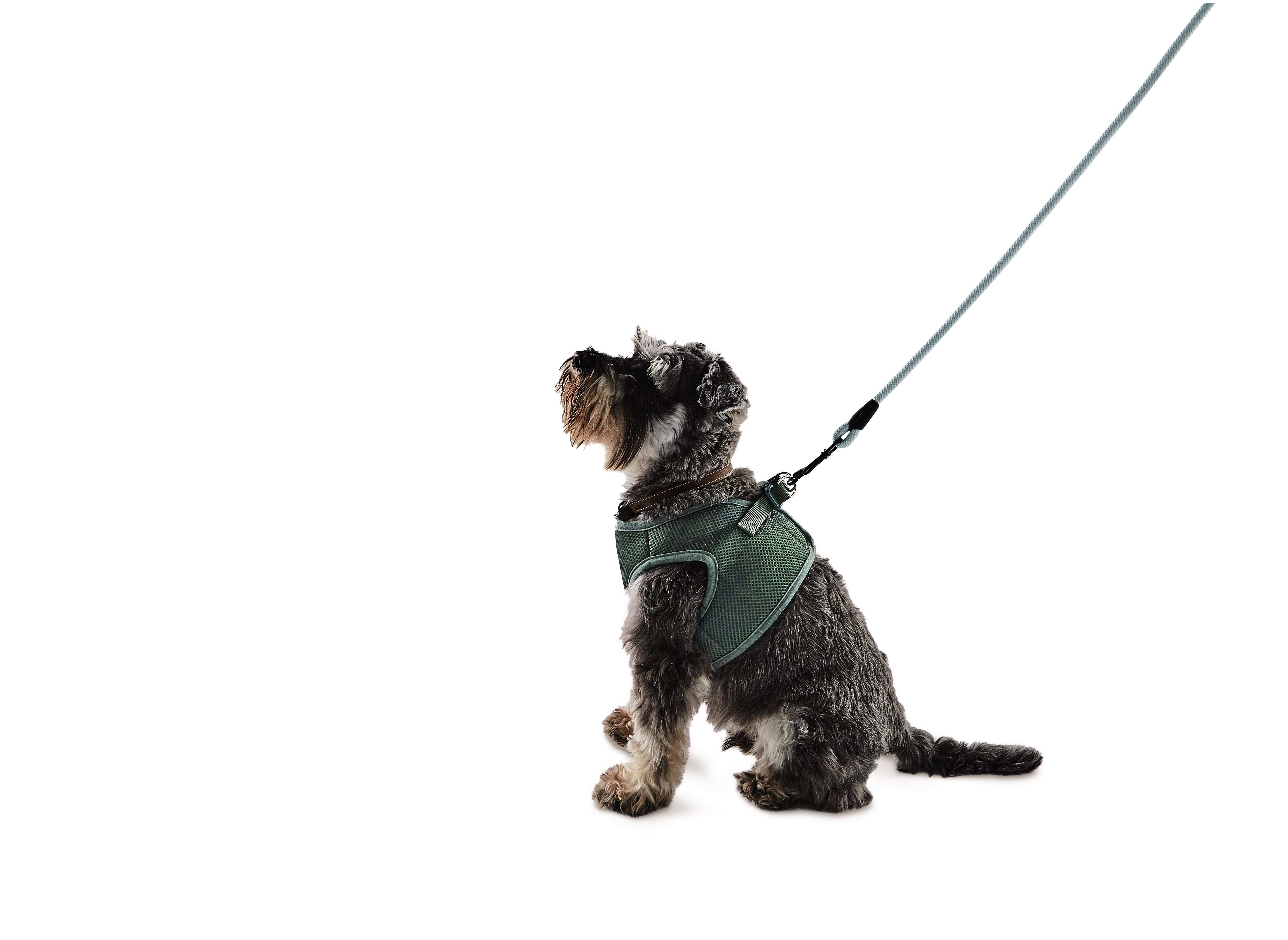 Aldi dog shop car harness