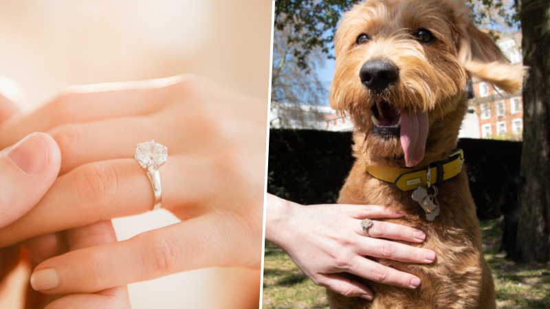 Dog with 2025 engagement ring