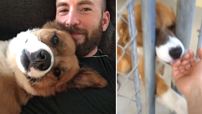 Photos from Chris Evans and His Rescue Dog Dodger's Cutest Moments