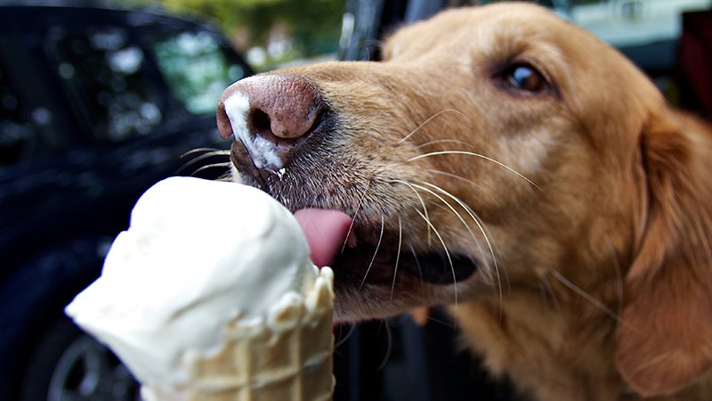 Can dogs eat mint ice cream hotsell