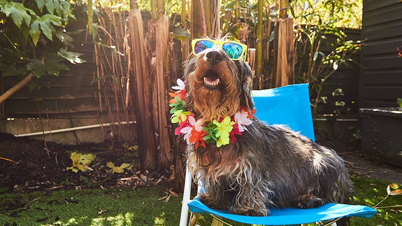 how do you take care of a dog in hot weather