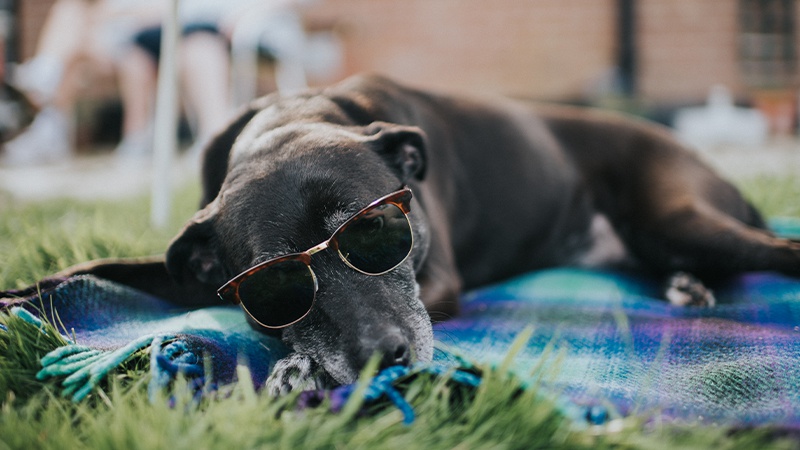 Dog best sale sun cream