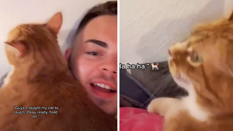 WATCH Man teaches his cat how to laugh in a hilarious video