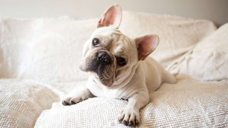 Healthy french bulldog store breeders