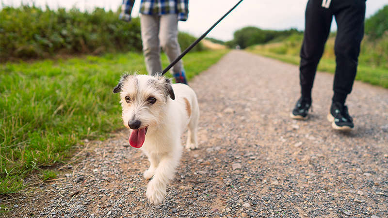 Dog walking in clearance heat