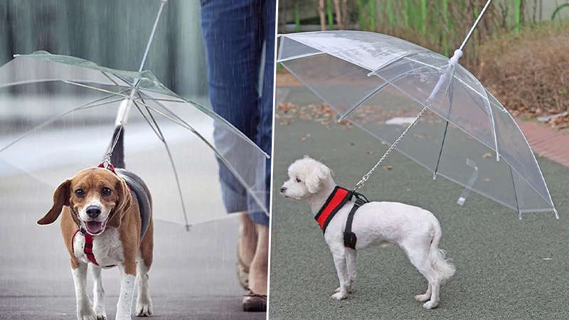 Dog lead shop with umbrella