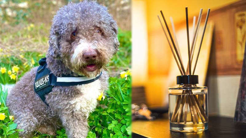 Dog owner issues warning after dog almost dies from reed diffuser - Dublin's FM104