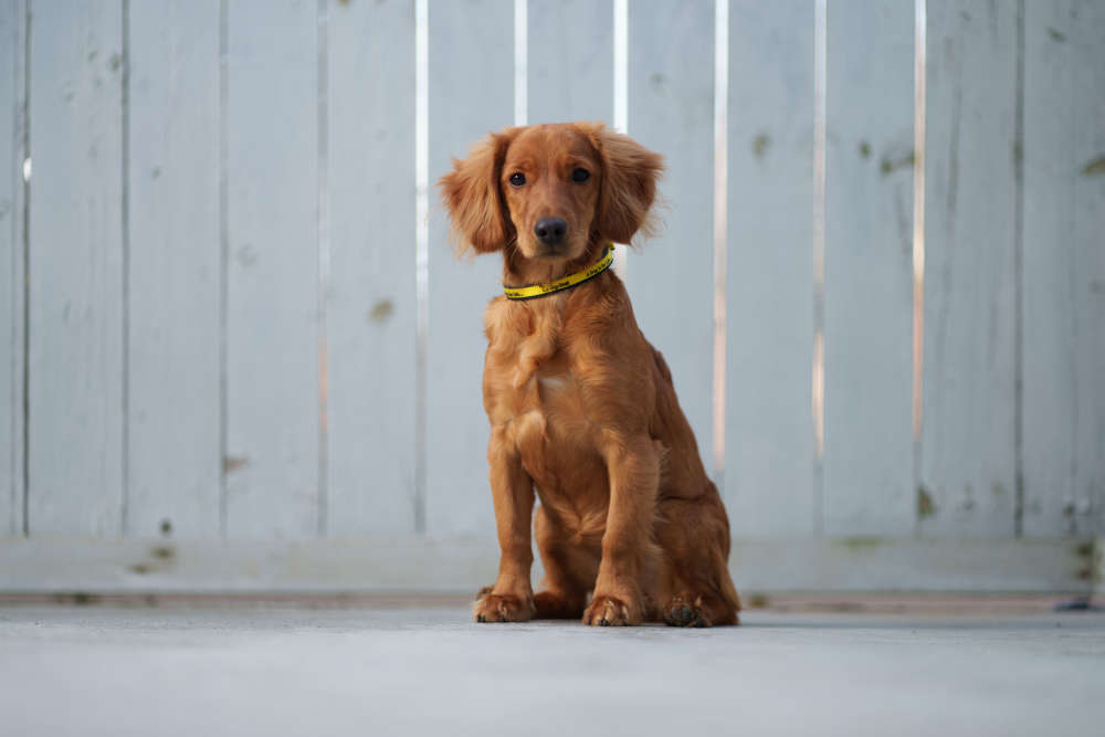 Dog Trust Ireland photos