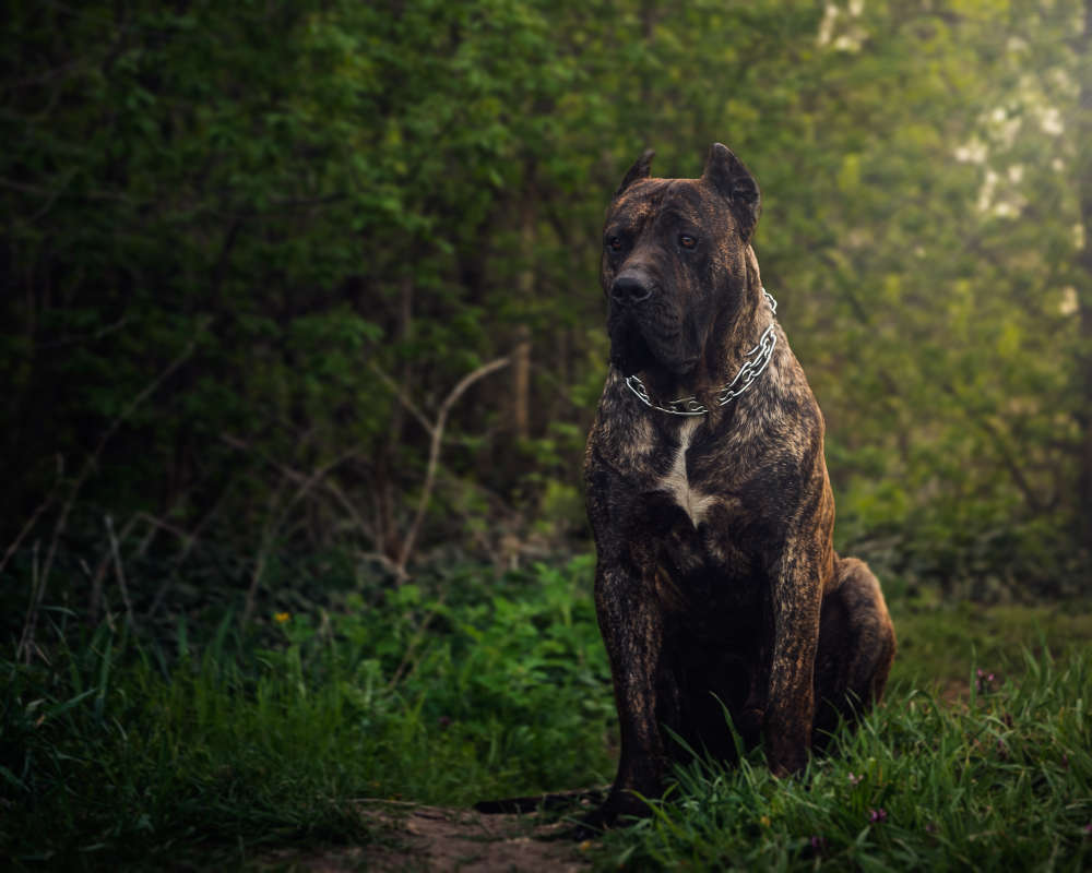 Perro De Presa Canario Attacks