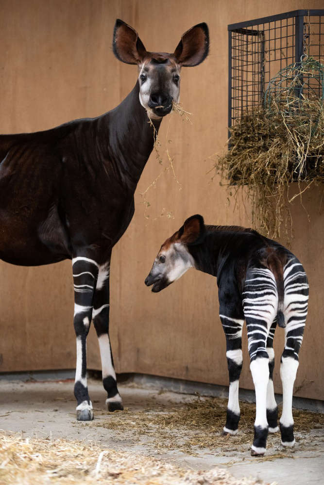 Okapi Calf Born At Dublin Zoo - Dublin's Q102