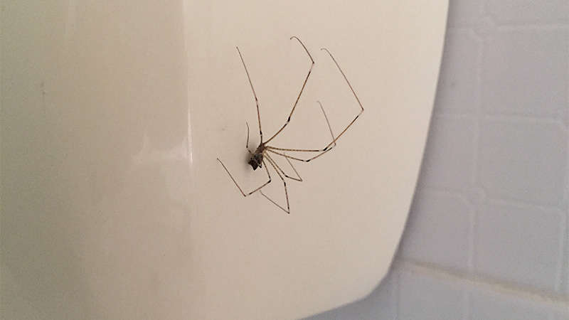 Do Cobwebs Really Indicate a Spider Infestation? – Dr. Killigan's