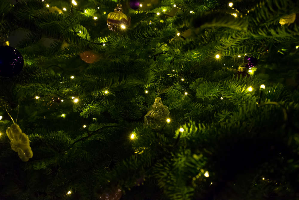 Gardening expert shares five tips that make your Christmas tree last