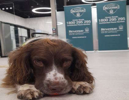 Detector dog Marley who discovered the drugs - via Revenue