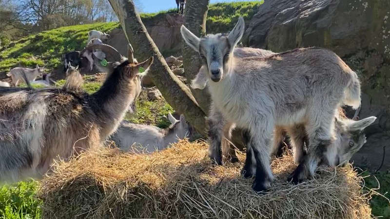 Howth Head welcomes several kid goats - Vimarsana News