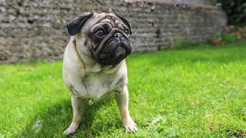 5 dog breeds i would never own