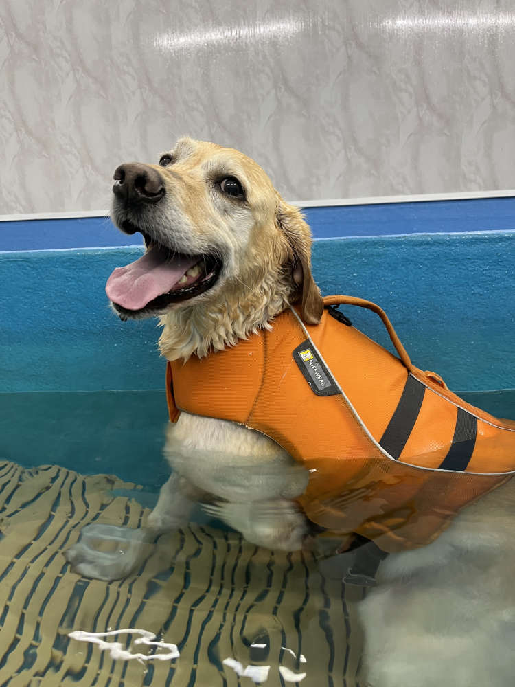 Swimming lessons to teach pups water safety LMFM