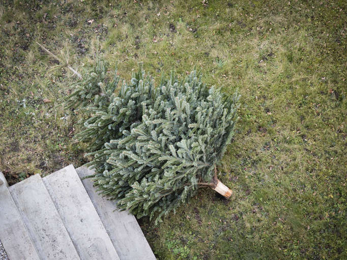 Free disposal of Christmas trees across Limerick Limerick's Live 95