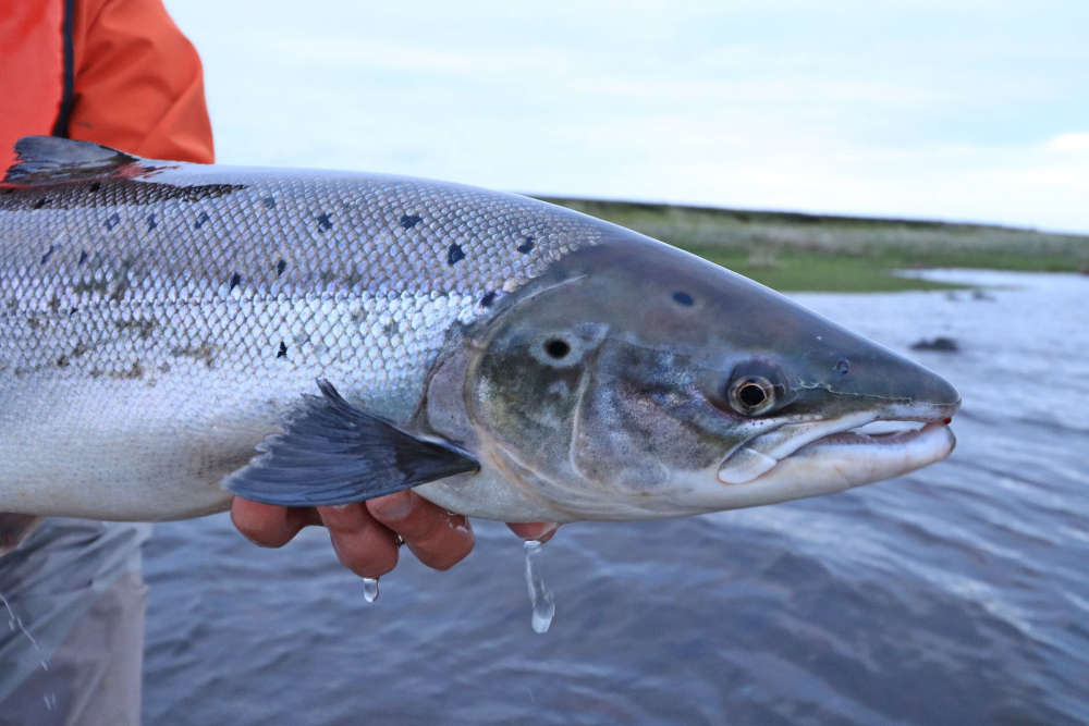 Inland Fisheries Ireland opens first draw for Cork salmon anglers