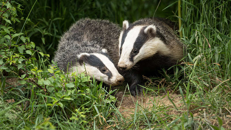 Fears of 'Badger Baiting' in County Limerick village - Limerick's
