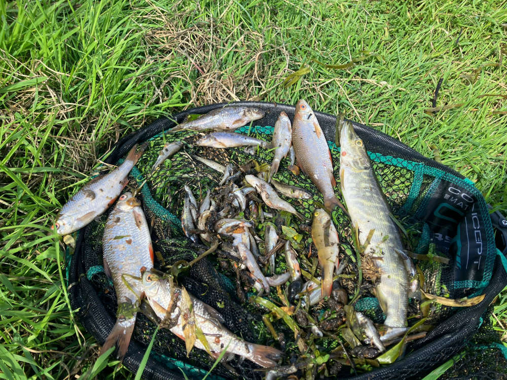 Fish kill described as a 'wipeout'