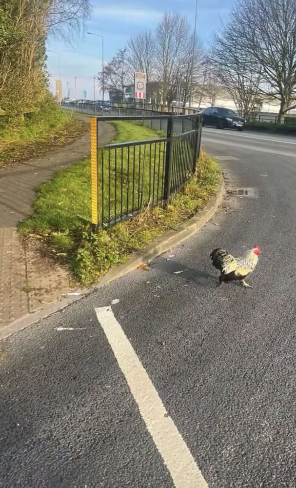 Why did the rooster cross the road?