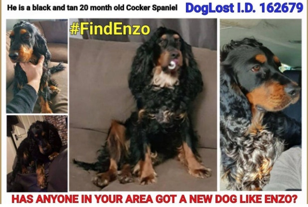 Missing 2024 cocker spaniel