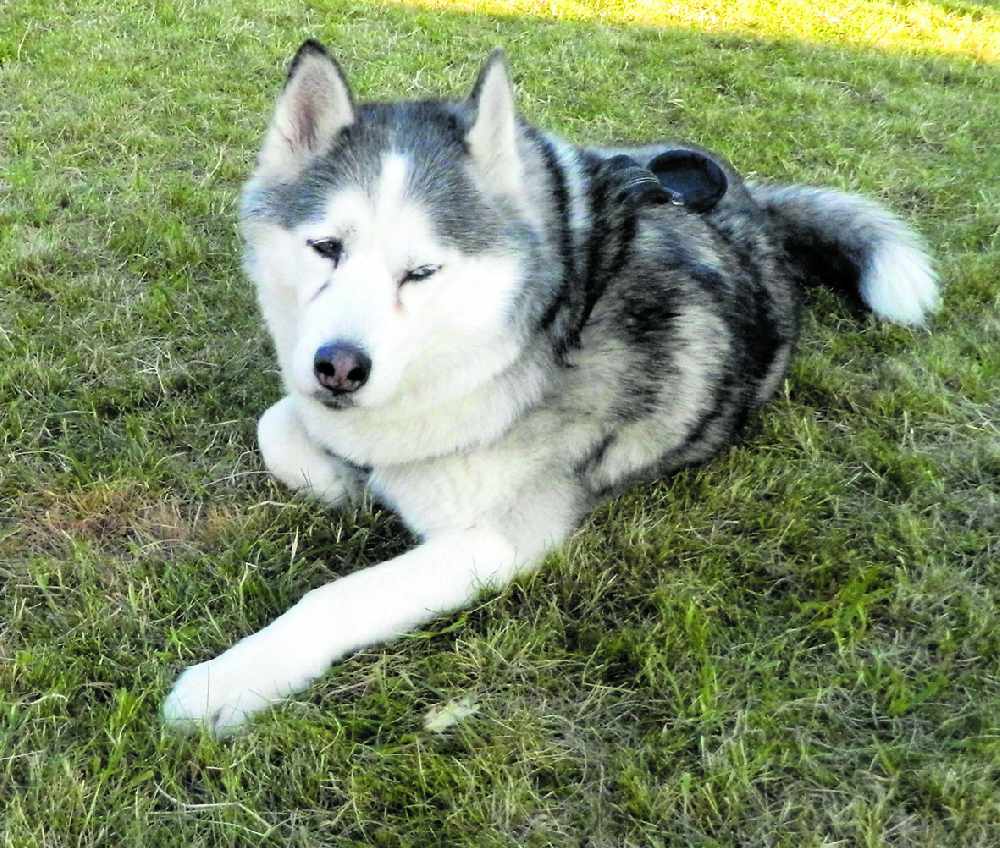 Husky best sale off lead