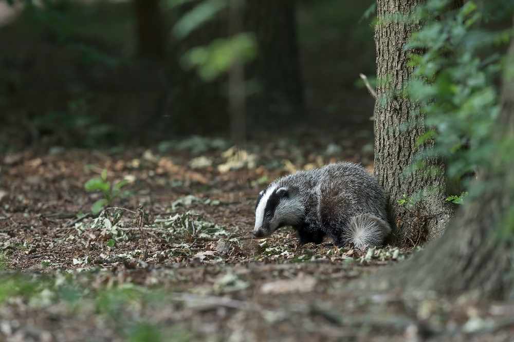 Police urge people to look out for badger baiting - Quest Media