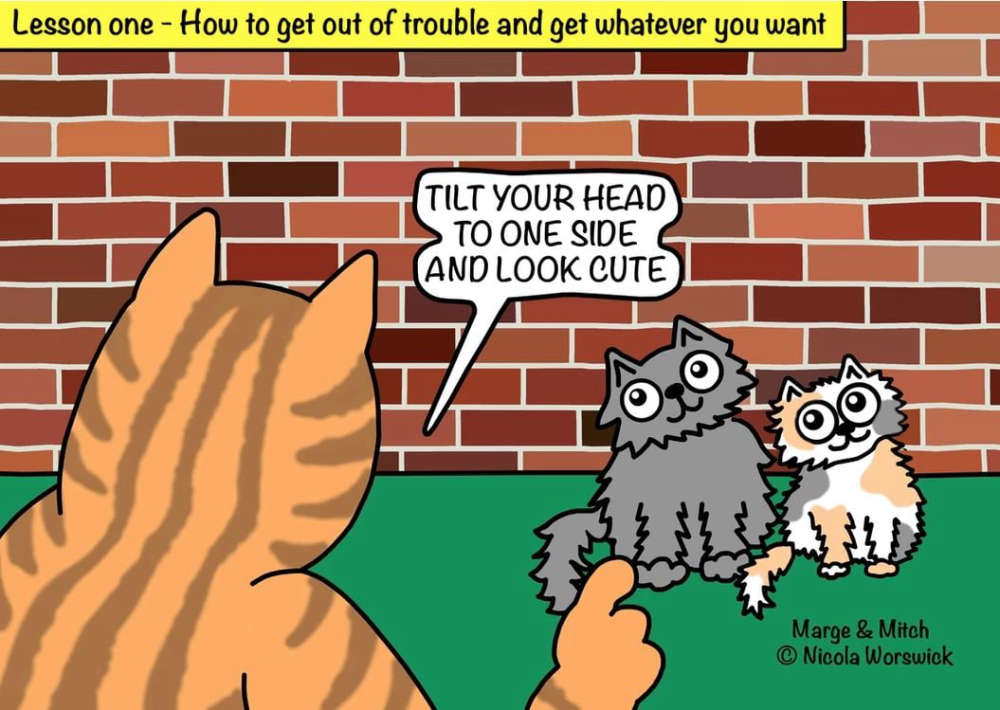 The cartoon cats which have become an internet sensation - Quest Media  Network - Tameside Radio, Tameside Reporter, Oldham Reporter, Glossop  Chronicle