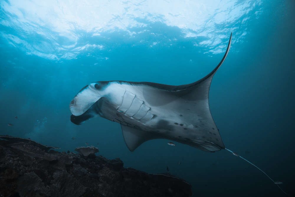 Ray of hope? One place where reef manta rays are thriving