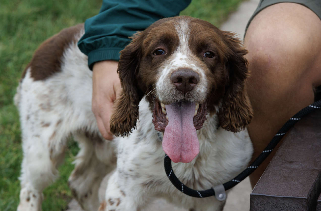 Manchester Police Sniffer Dog Retires After Seven Years Service - Not 