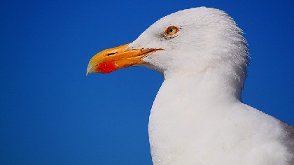 seagull