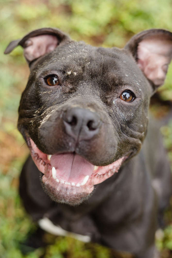 3-year-old Terrier mix sitting on grass