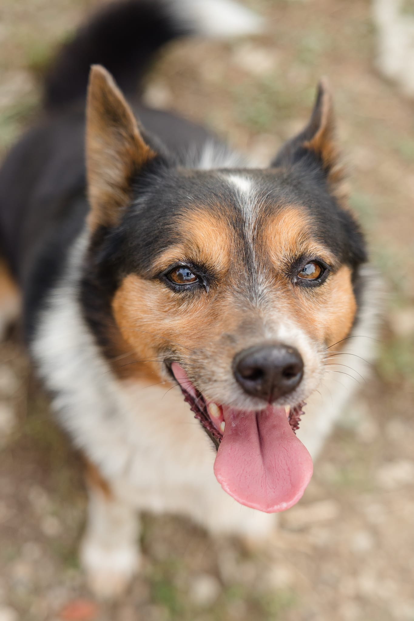 8-year-old Australian Shepherd mix