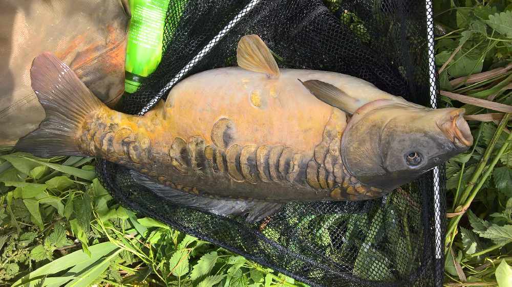 A carp from the Sandown Lake. 