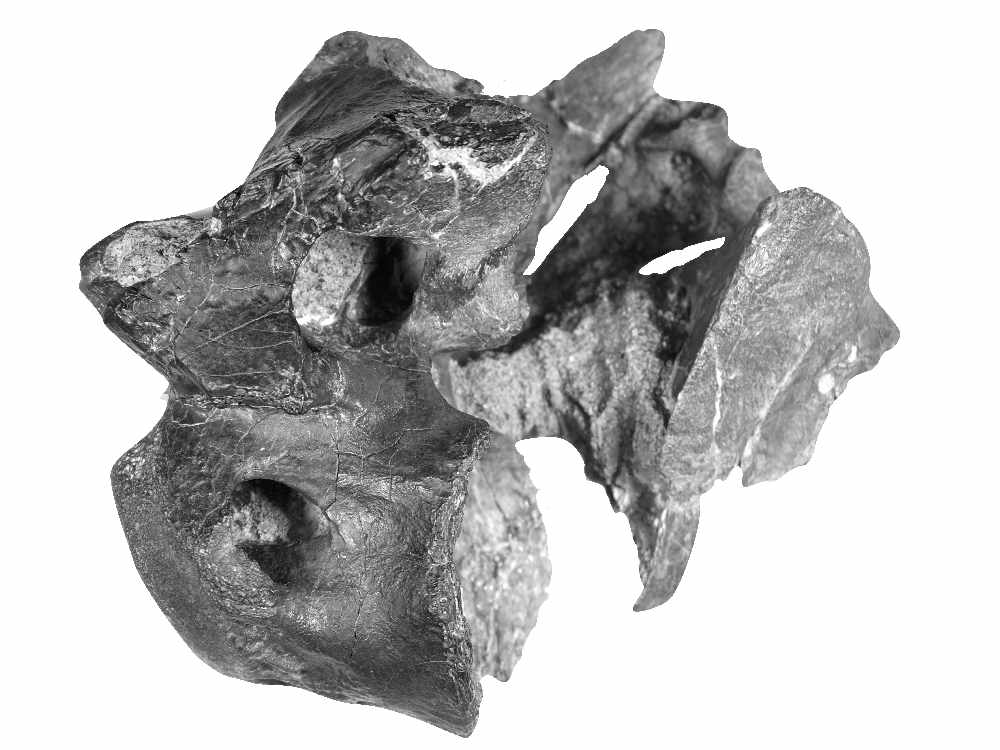 Still image of vertebra (credit University of Southampton)