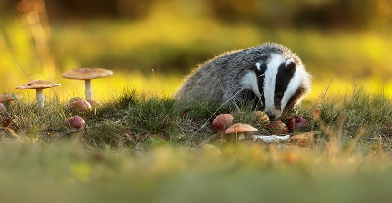 A badger, one of the mammals seen during PTES’ Living with Mammals survey.Credit Michal Ninger, for Shutterstock