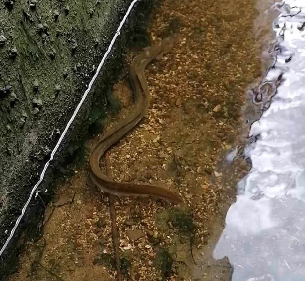 Endangered eel at Lymington