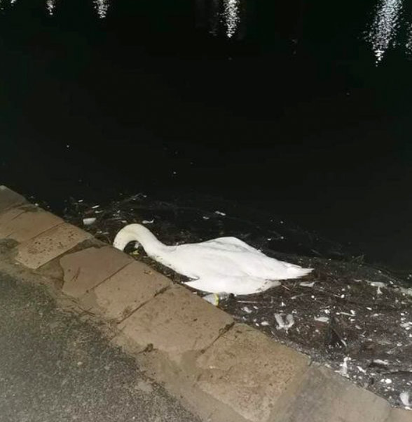 A dead swan at Ryde Canoe Lake. Picture by Troy Button.